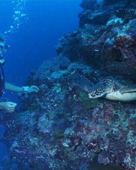 Amazing Diving