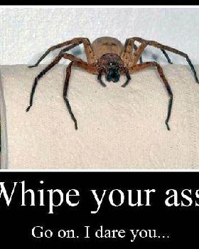 australia-spider-toilet-roll