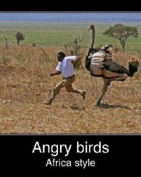 angry birds