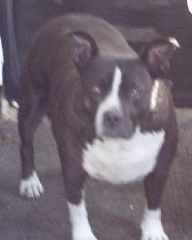 buddy 006