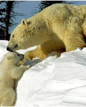 polar bear