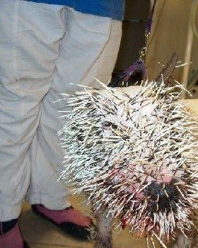 pitbull porcupine