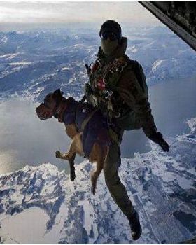 dog flight