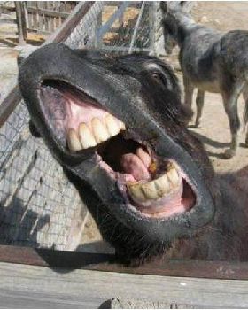 donkey1