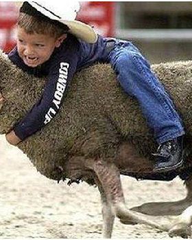sheep