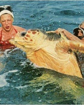 turle