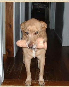 doggier