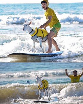 GoatSurfer