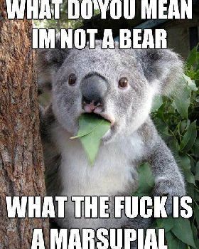 Koala