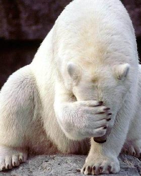 Face palm bear