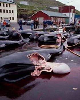 Whale5
