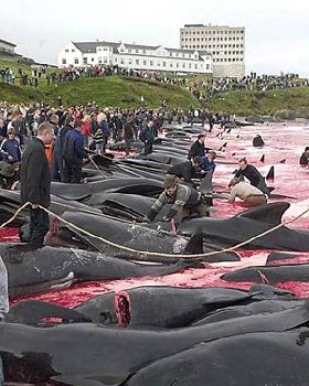 Whale9