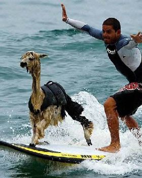 llamasurfing