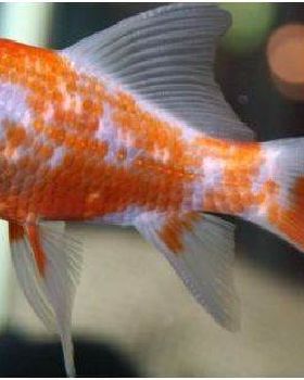gold fish