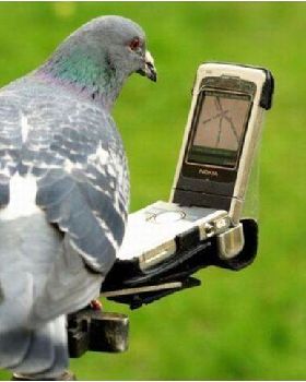 birdswer