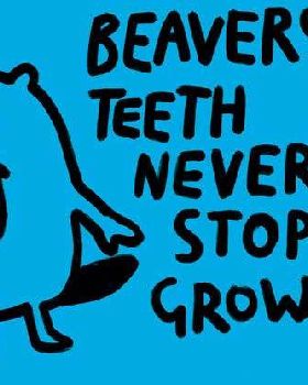 interesting facts beavers1