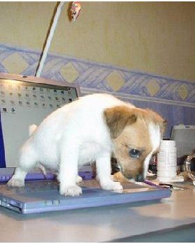 piss