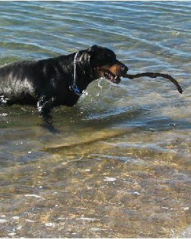 monty