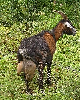 800px-E9426-Wattamolla-Goat-trying-to-get-over-the-fence