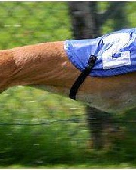 dog race