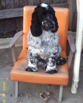 Pepper in her chair 28.10.03