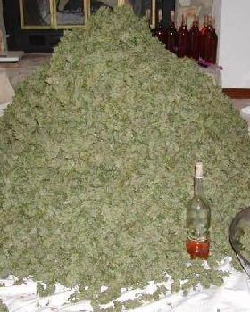 pile of marijuana