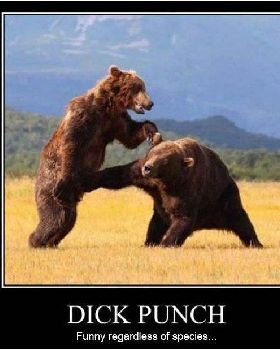 bear342