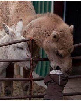 camel