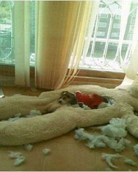 dog 123123