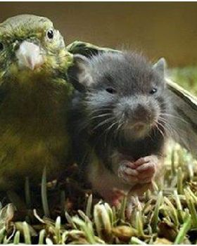 bird mouse