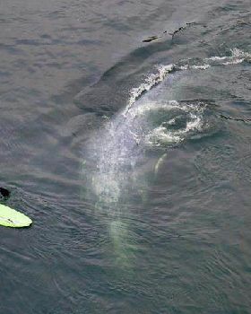 suping