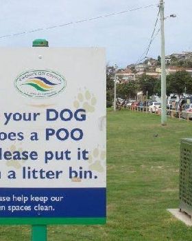 dog poo