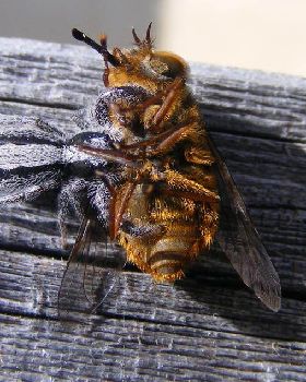 Spider and Bee