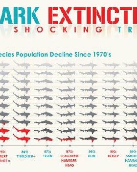 shark