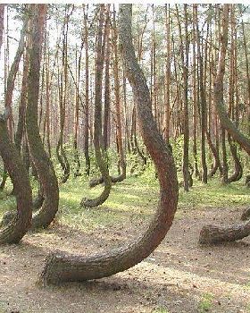 tree 3453