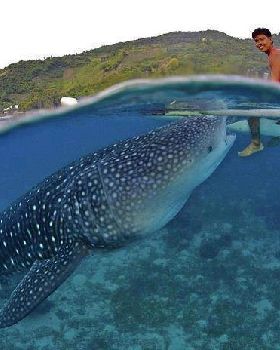 whale shark