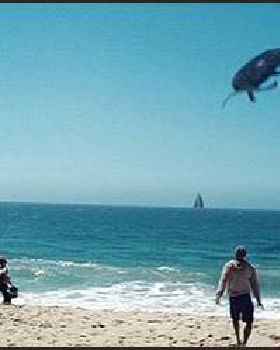 Whale2
