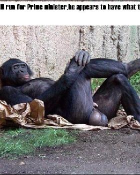 monkey.jpg1111