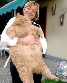 cats1