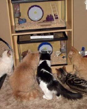 cats3