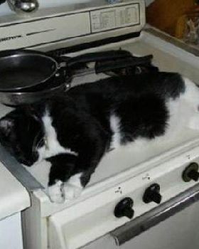 cats4
