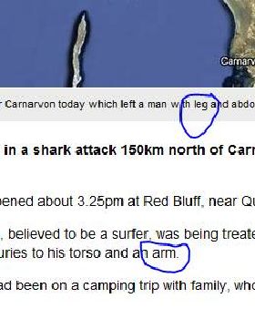 shark attack