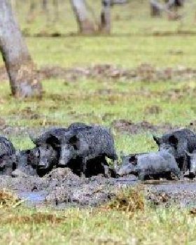 Piggies