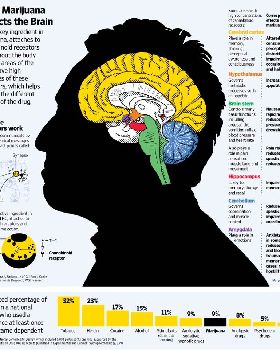 howMarijuanaAffectstheBrain