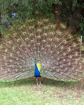 peacock