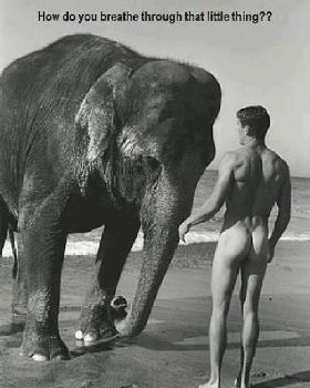trunk