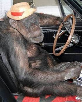imagesmonkey-driver small