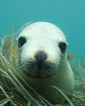 australian-sealion
