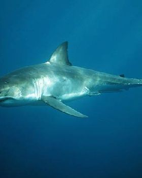 great-white-shark