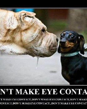 dontmakeeyecontact